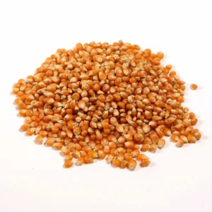 SUN SPICE POPCORN SEEDS 1kg